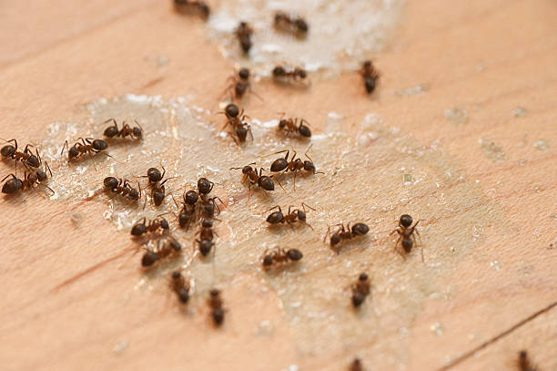 Wildlife Control Services in Elmore, AL