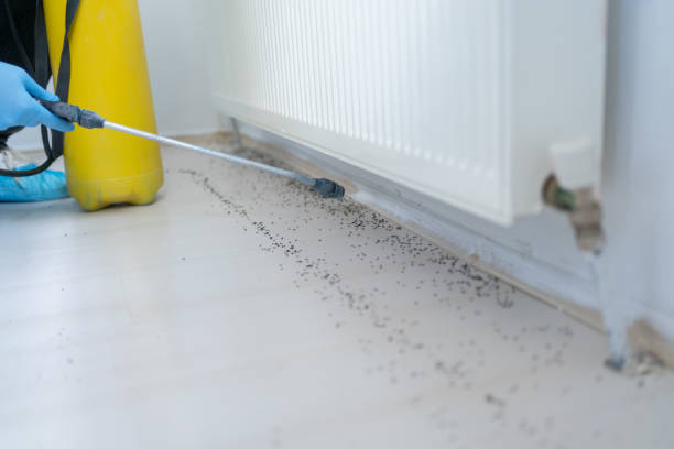 Best Local Pest Control Services  in Elmore, AL